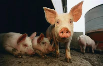 Slavonski uzgajivač: 'Građani će meso svinje plaćati sve skuplje!'