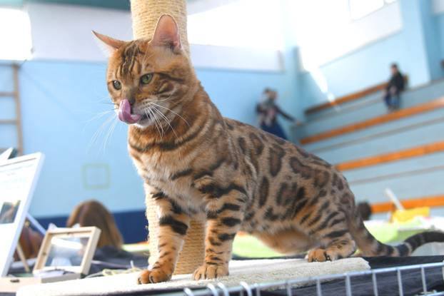 Bjelovar: Međunarodna izložba pasminskih mačaka u organizaciji Saveza felinoloških društava Hrvatske