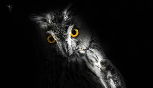 FOTO Djecu je prestravilo ono što su vidjela u šumi:  'Čudovište je bilo ogromno, bježali smo...'