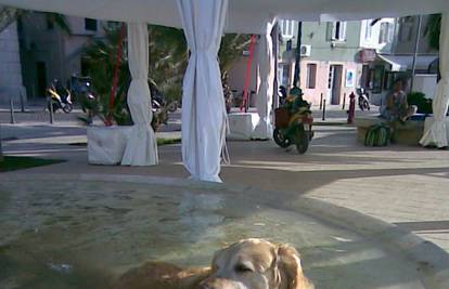 Pasja vrućina: Osvježenje je pronašao u fontani na trgu