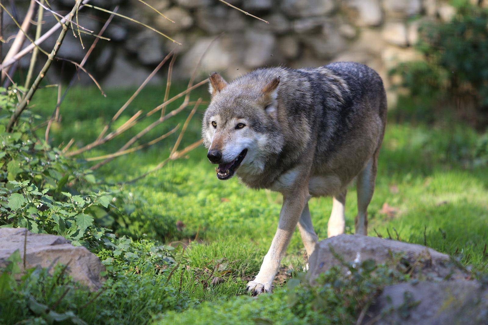 Vučica je pobjegla iz Zoološkog vrta u Osijeku: I dalje ju traže