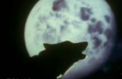 Pogledajte najlijepše ikad snimljene kadrove vukova