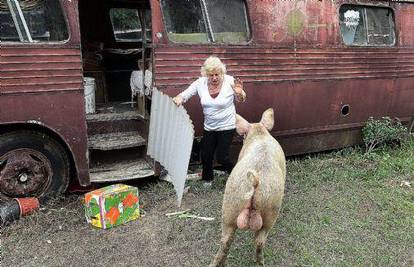 Prasac Bruce od 80 kg je zarobio vlasnicu na farmi