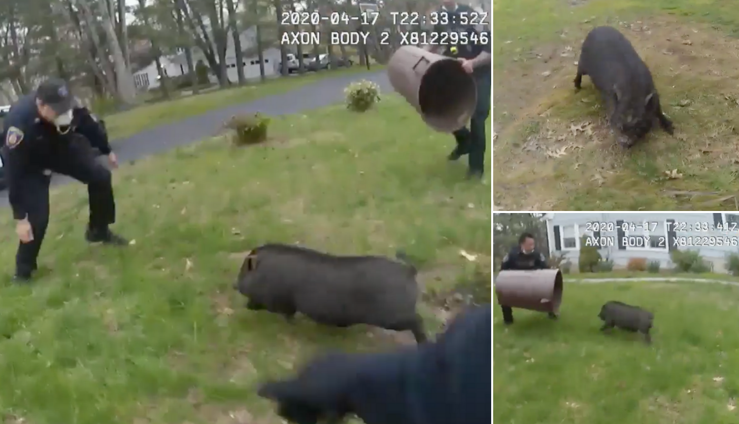 Namučila ih svinja: Policajci 45 minuta hvatali odbjeglo prase