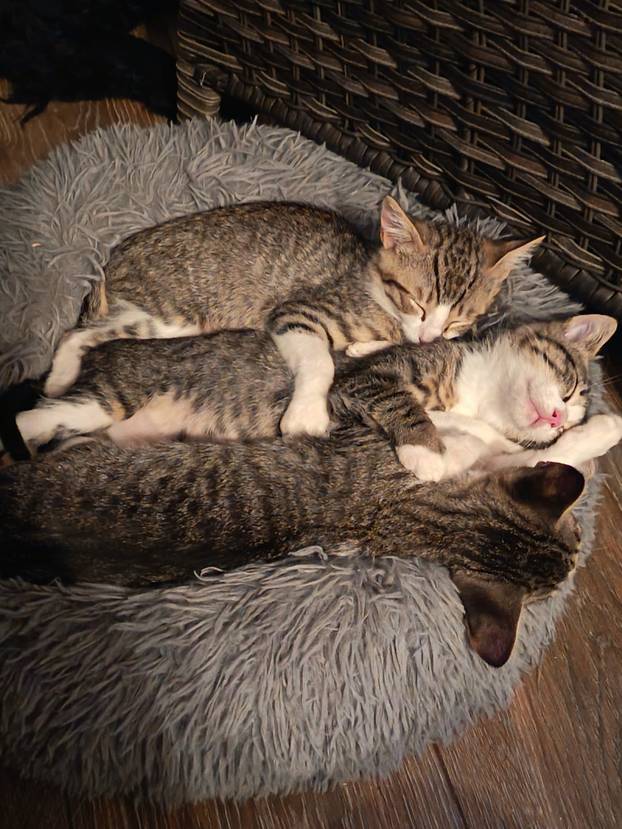 SUPER FOTKE vaših ljubimaca! Neki bi mogli biti viralni hit, ali svi su jednostavno neodoljivi