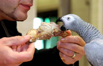 Koko, al ne iz Pariza: Papagaj kod Šibenika trusi po janjetini