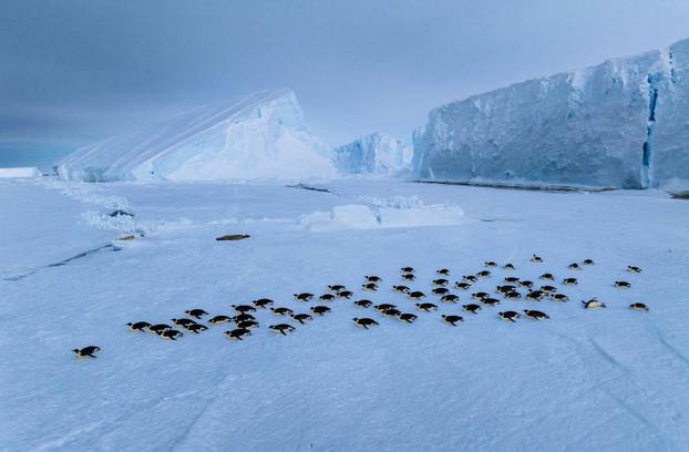 Emperor penguins travel along the sea ice on their bellies, on the Ekstrom Ice Shelf