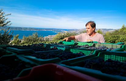 Uzgoj vinove loze i proizvodnja vina obitelji Bedalov