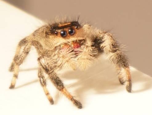 Još nam i to treba: Naučili pauka da skače na zapovijed