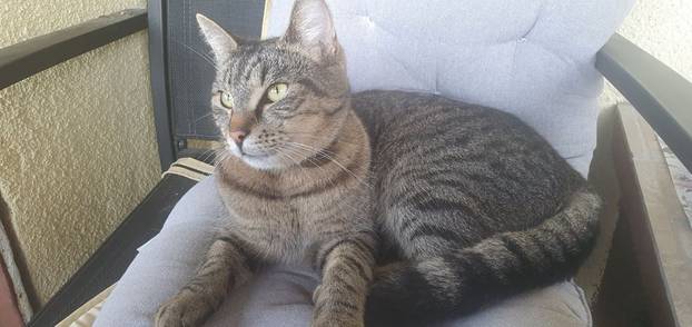 SUPER FOTKE vaših ljubimaca! Neki bi mogli biti viralni hit, ali svi su jednostavno neodoljivi