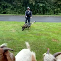 Policija hvatala odbjegle koze: Pas Pietro uspješno ih vratio