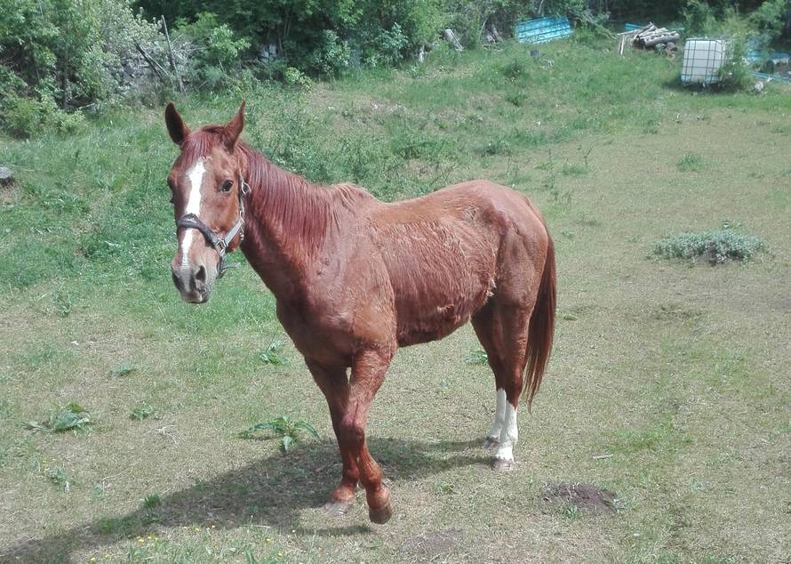 Visok sam 175 cm, volim duge šetnje i zalutao sam u Istri...