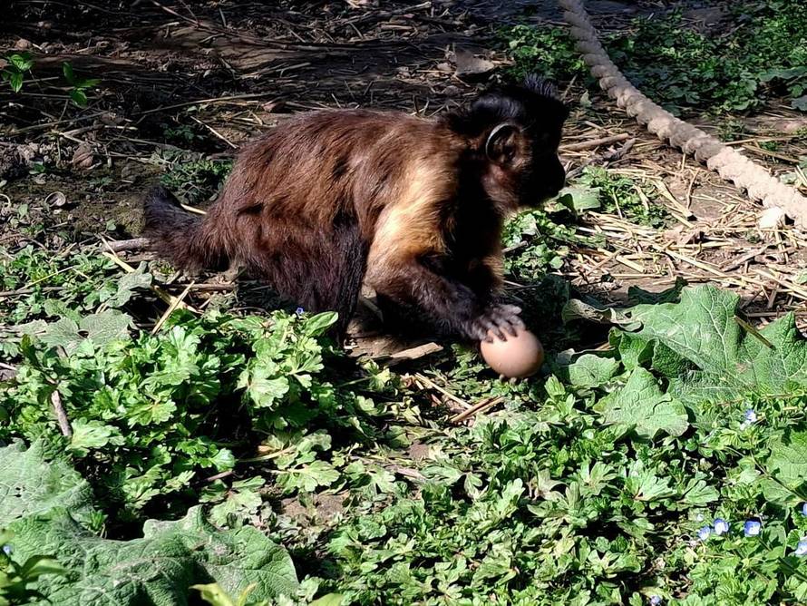 Životinje u zagrebačkom ZOO-u uživale u uskršnjim pisanicama