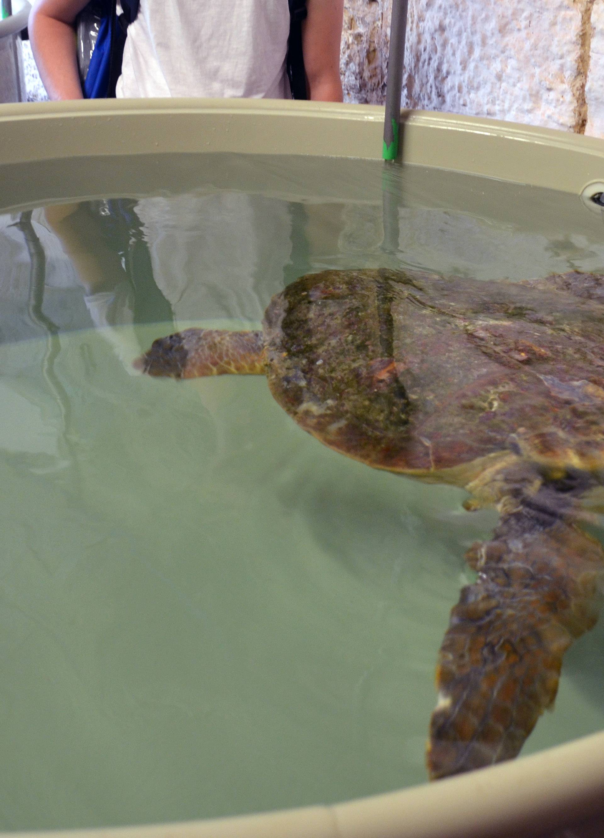 Morske kornjače na oporavku u Puli: Uskoro će nazad u more