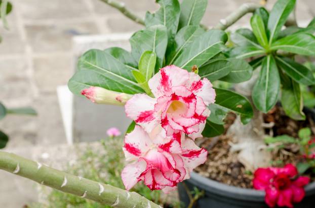 Fresh pink flowers on the garden background