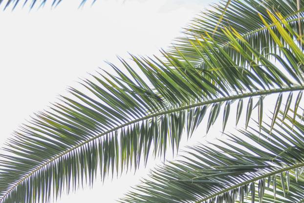 Egzotični vrt Igora Čupića