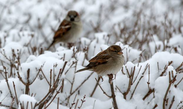 Sparrows sit on a snow-covered hedge in Zurich