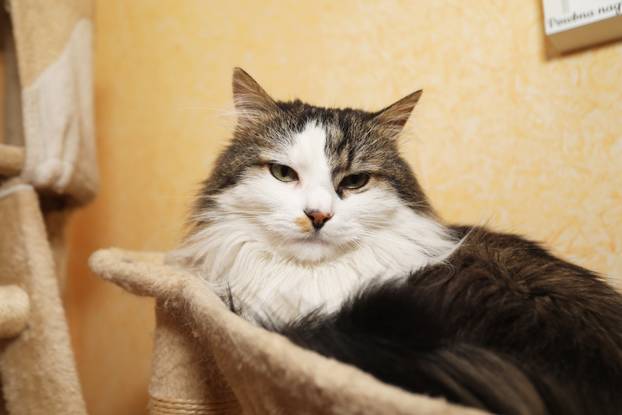 Miško ostaje prvi mačak Grada Rijeke i tijekom mandata Ive Rinčić