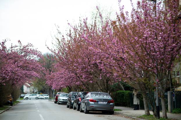 24sata Zagreb: Japanske trešnje u Ulici Bogoslava Šuleka