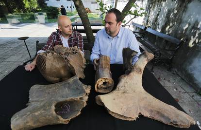 Izumro prije 12.000 godina: Otkrili kosti vunenog mamuta