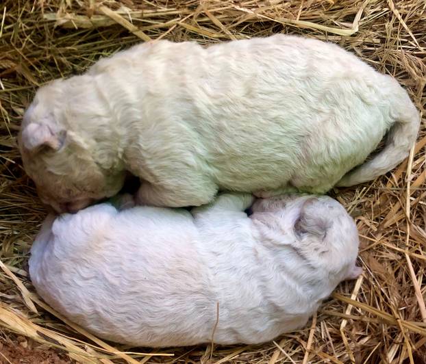 Puppy with green fur born in Sardinia