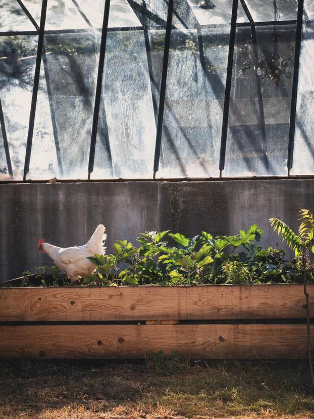 FOTO Farma blizu Splita na kojoj možete ručati među knjigama i družiti se sa životinjama