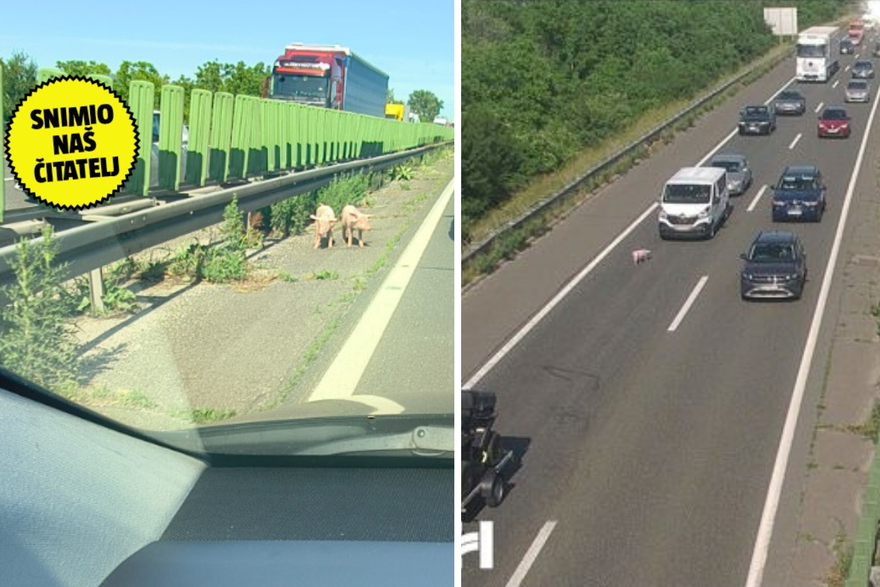 Kolaps zbog svinja na obilaznici u Zagrebu, poku&scaron;at &cacute;e ih uhvatiti. Kolona &ccaron;ak 5 km!