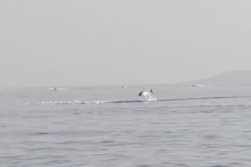 Jato riba snimljeno u Rijeci