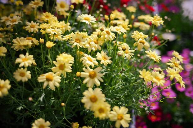 24sata Zagreb: Ponuda cvijeća na Dolcu 