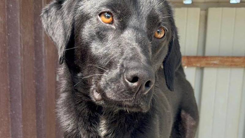 Yummy traži dom: Mlada ženka vedrog duha čeka svoje ljude