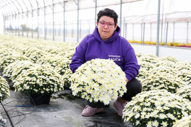Kutina: Vrtlarica Marija Bagić koja uzgaja božićne zvijezde i krizanteme