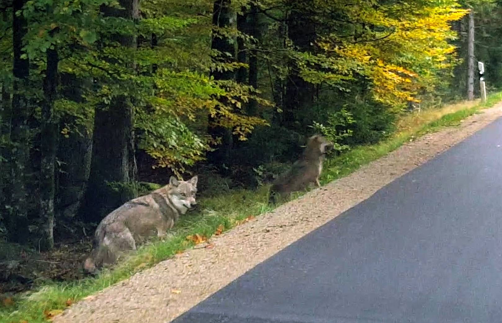 Run-away wolves in the Bavarian Forest