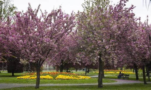 FOTO Proljetna idila u Osijeku: Kro&scaron;nje su pune cvjetova, a na tlu mekani 'tepih' od latica