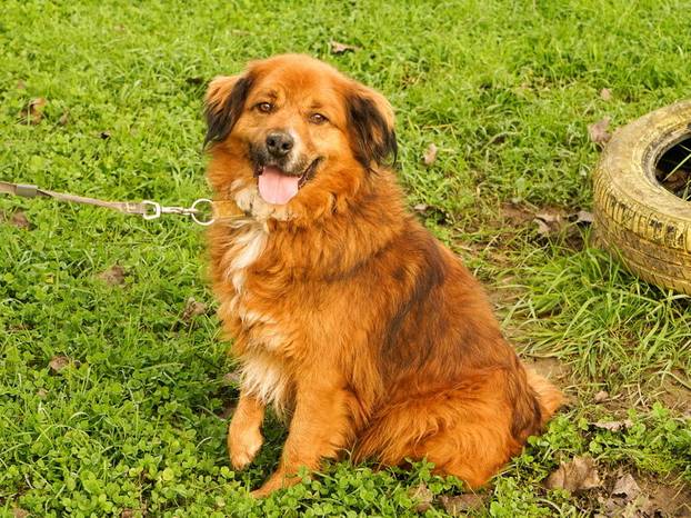 FOTO Ovi preslatki psići u Noinoj Arci čekaju samo vas da ih udomite