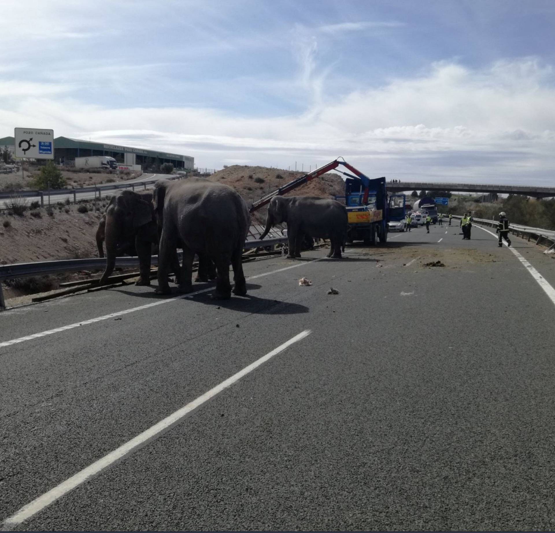 Elephants stand on the road after circus truck that was transporting them crashed, in Pozo Canada