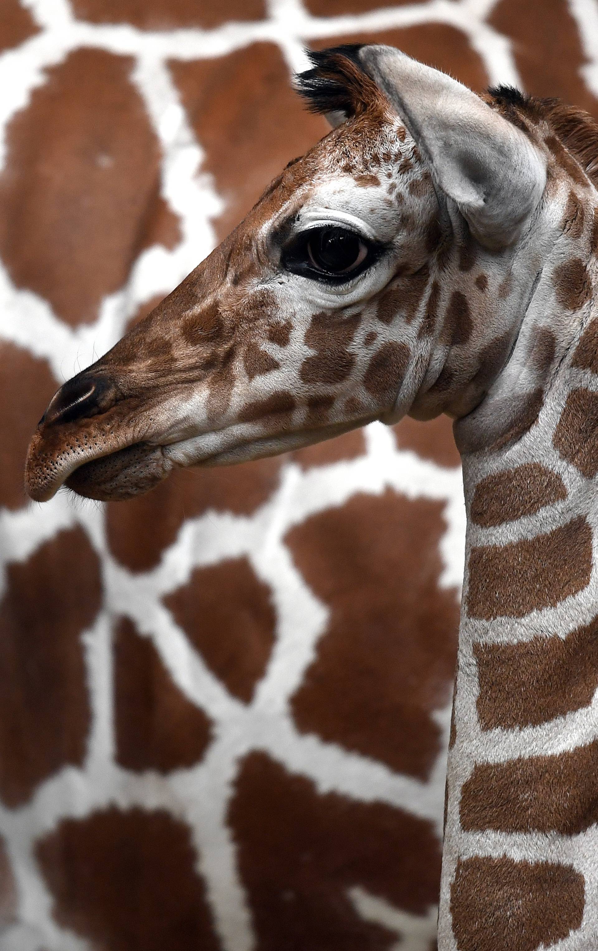 Baby giraffe at Cologne Zoo