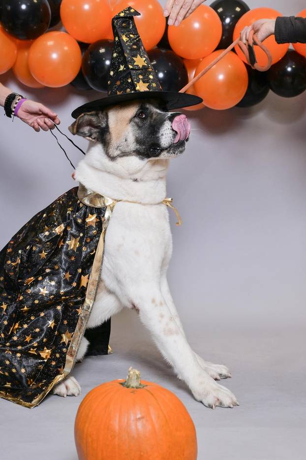 Sklonište u Dumovcu poziva na posebno jesensko udomljavanje pasa i mačaka