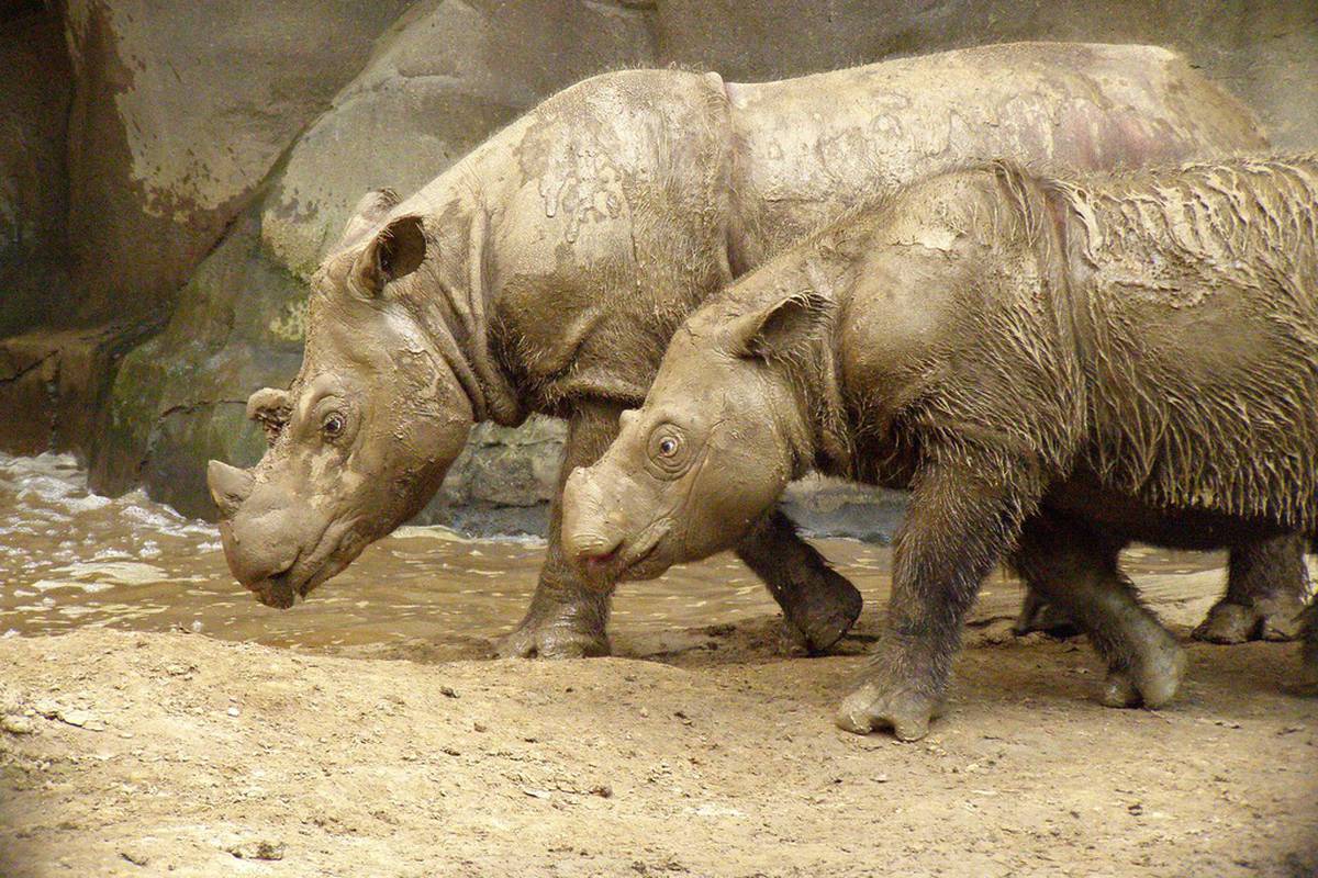Sumatranskih nosoroga više nema u Maleziji - uginula Iman