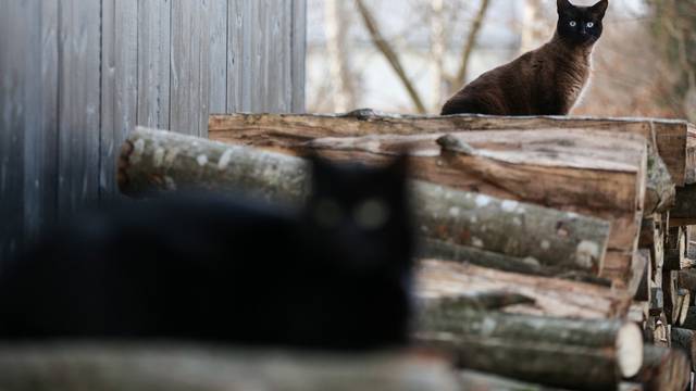 Drva za ogrjev mačke koriste za penjanje i odmaranje