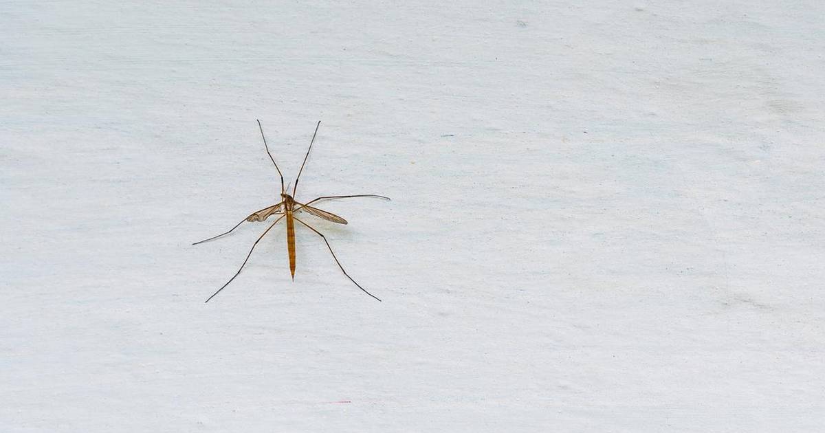 Veliki komarac je li opasan? 24sata