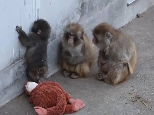 FOTO Preslatki majmunčić ganuo svijet: Odbacila ga mama pa se ne odvaja od plišanca