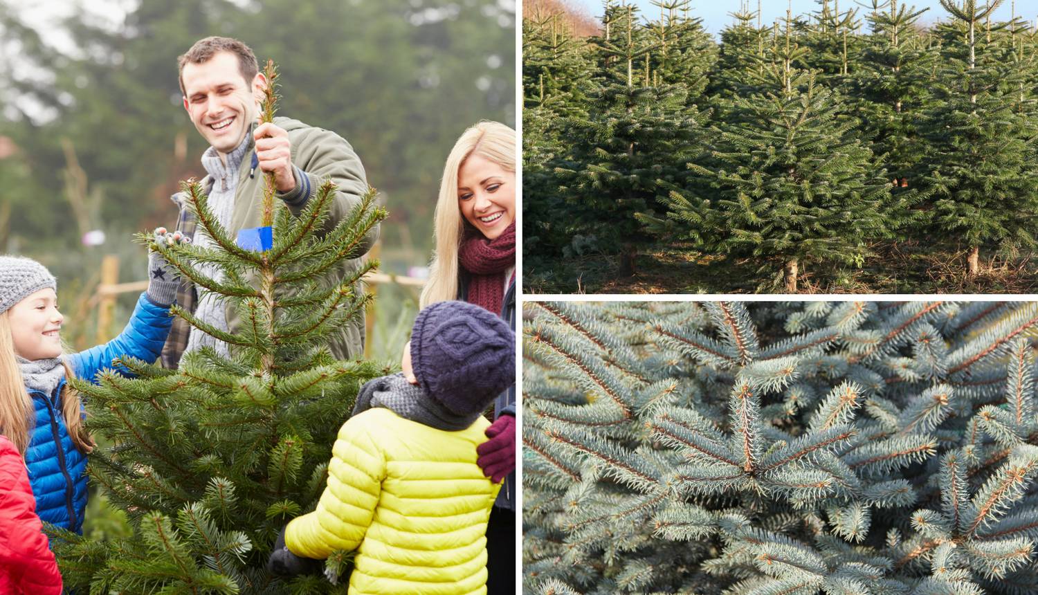 Kako izabrati savršeno božićno drvce? Ova 4 su najpopularnija