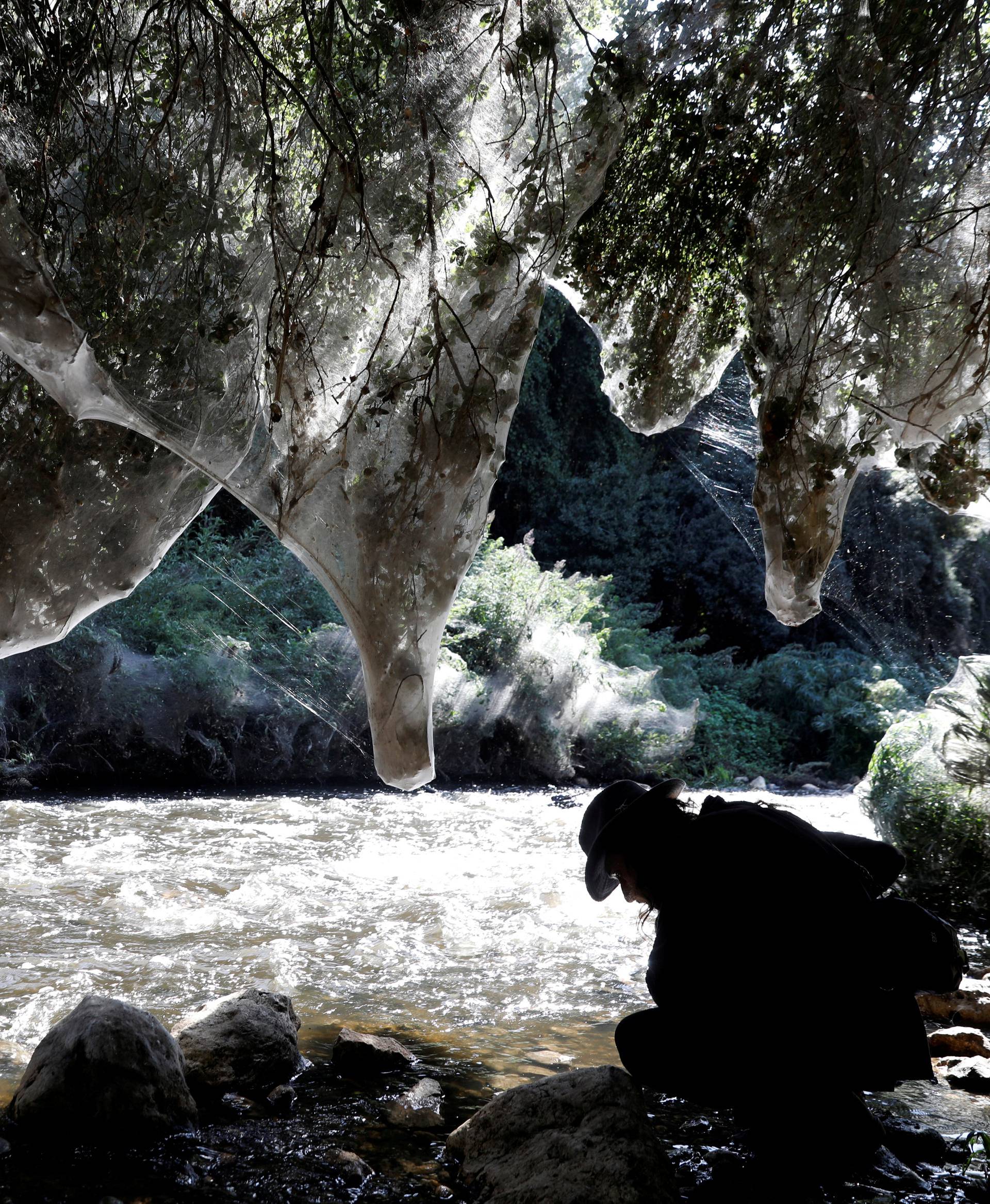 Giant spider webs, spun by long-jawed spiders (Tetragnatha), cover sections of the vegetation along the Soreq creek bank, near Jerusalem