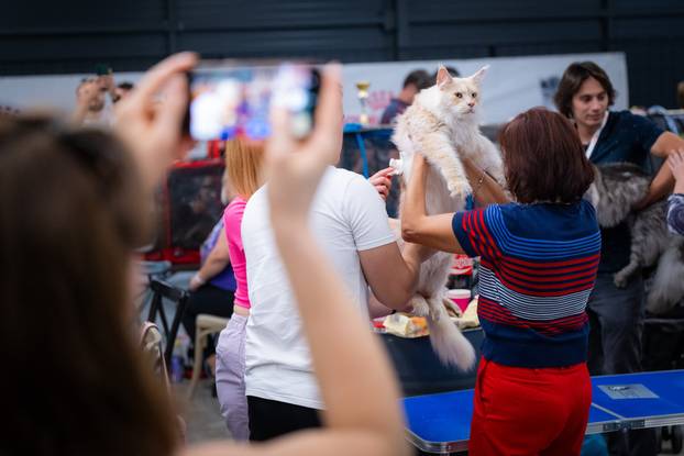 Zagreb: Drugi dan Međunarodne izložbe mačaka