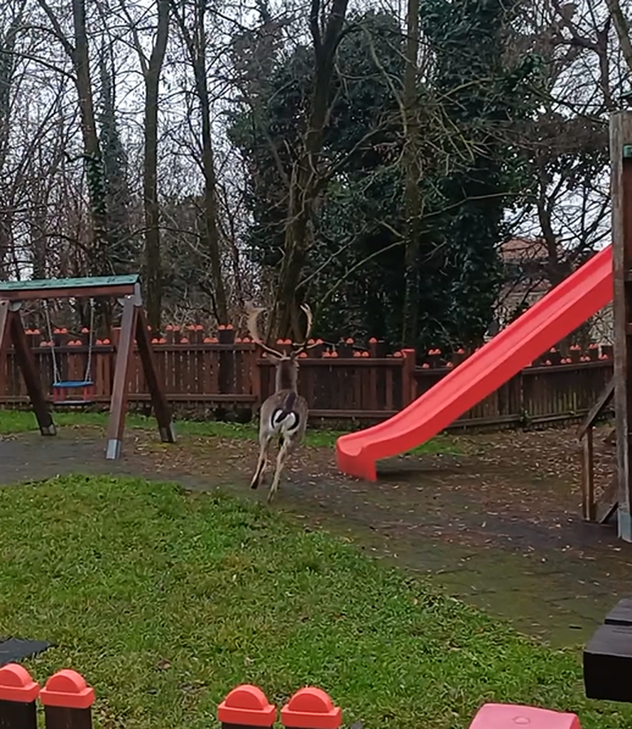 VIDEO Zagrepčanin u šoku: Dva metra od mene stajao je jelen. A onda je prošla albino košuta