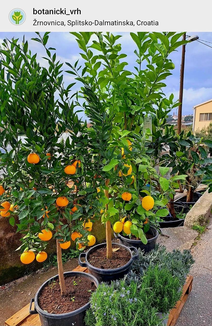 Mladi pokreću novi trend: Zašto opet svi sadimo?