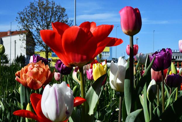 Slavonski Brod: Šarene cvjetne gredice rascvjetalih tulipana svojom ljepotom krase gradske parkove