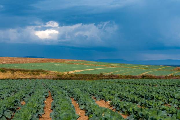 Polja kupusa u Istri