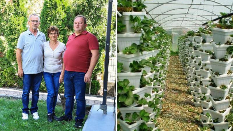 Prevarena 21 obitelj branitelja: 'Izgubili smo domove, uništili su nam živote s uzgojem jagoda'