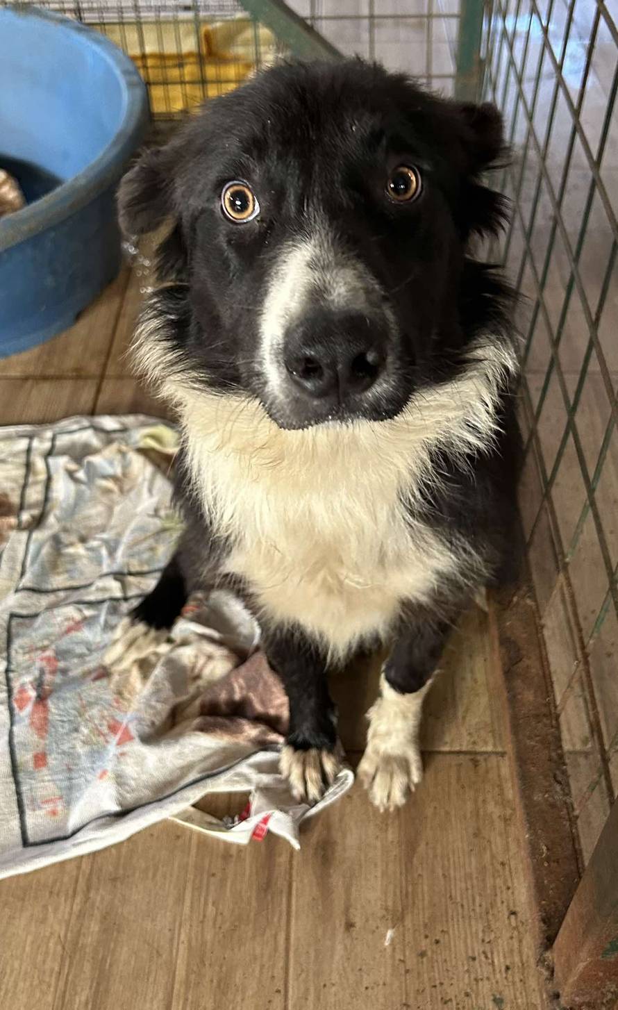 Iz romskog naselja u Međimurju spasili 37 pasa: 'Bez nadzora tu lutaju, a mačke ni ne prežive...'